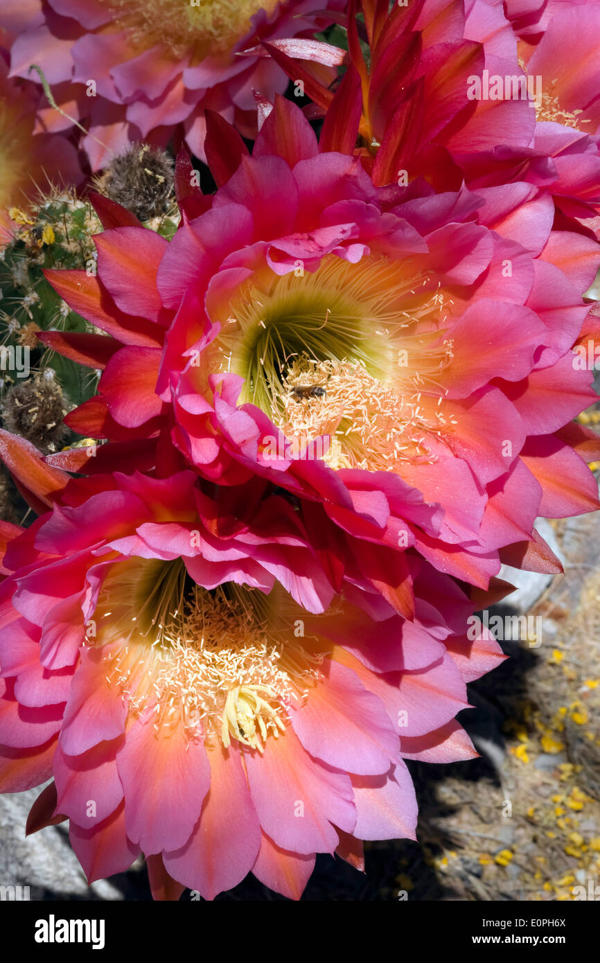 Trichocereus Blumen Stockfoto