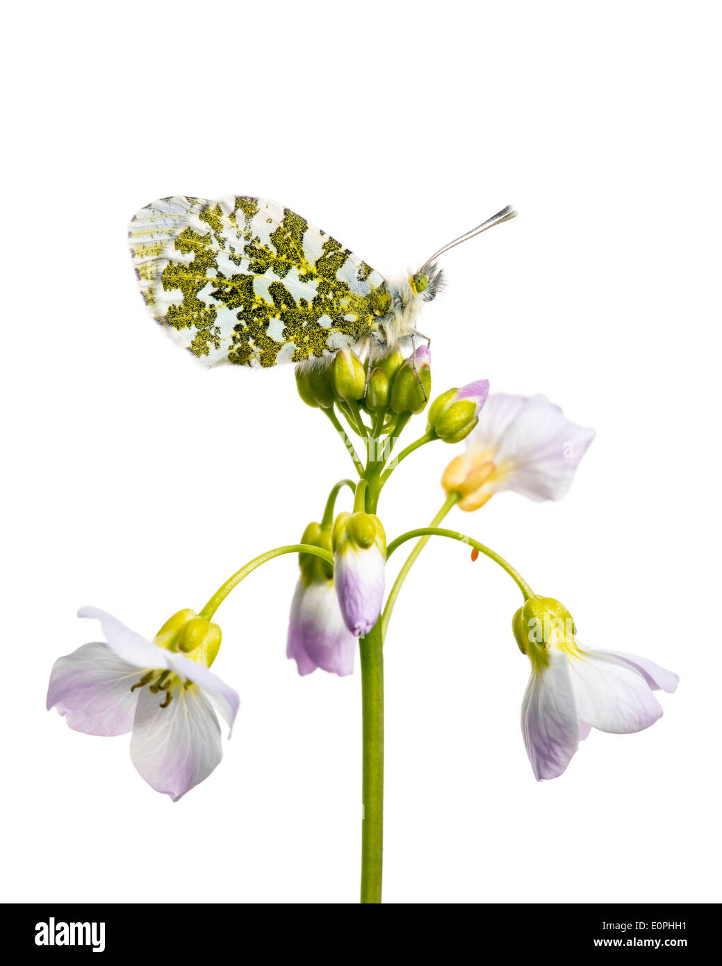 Orange Spitze Schmetterling, ruht auf Kuckuck Blume, vor einem weißen Hintergrund Stockfoto