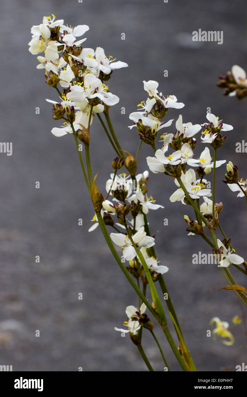 Große Blütenstände der die immergrüne mehrjährige Libertia grandiflora Stockfoto