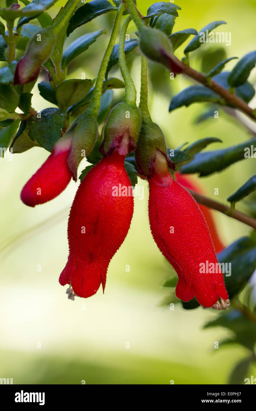 Blase wie rote Blumen von der chilenischen Immergrün, Mitraria coccinea Stockfoto