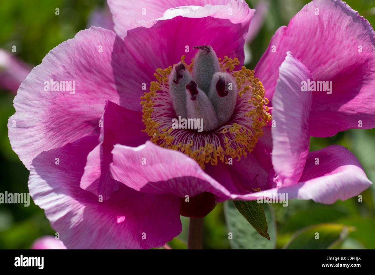 Blume der Spezies Pfingstrose, Paeonia mascula Stockfoto