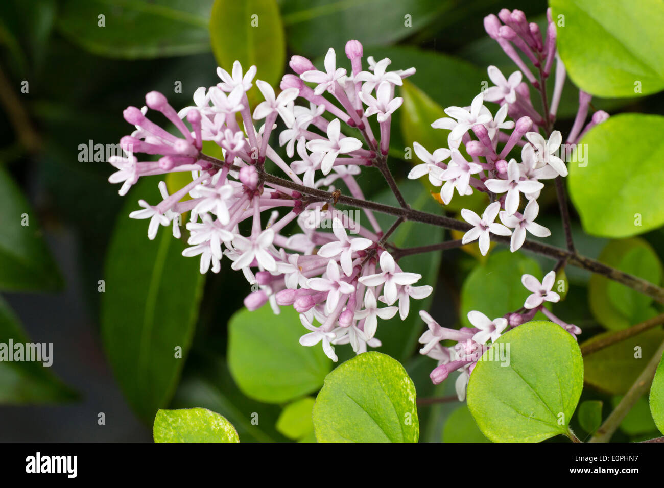 Duftende Blumen von den Zwerg Flieder, Syringa Meyeri 'Palibin' Stockfoto