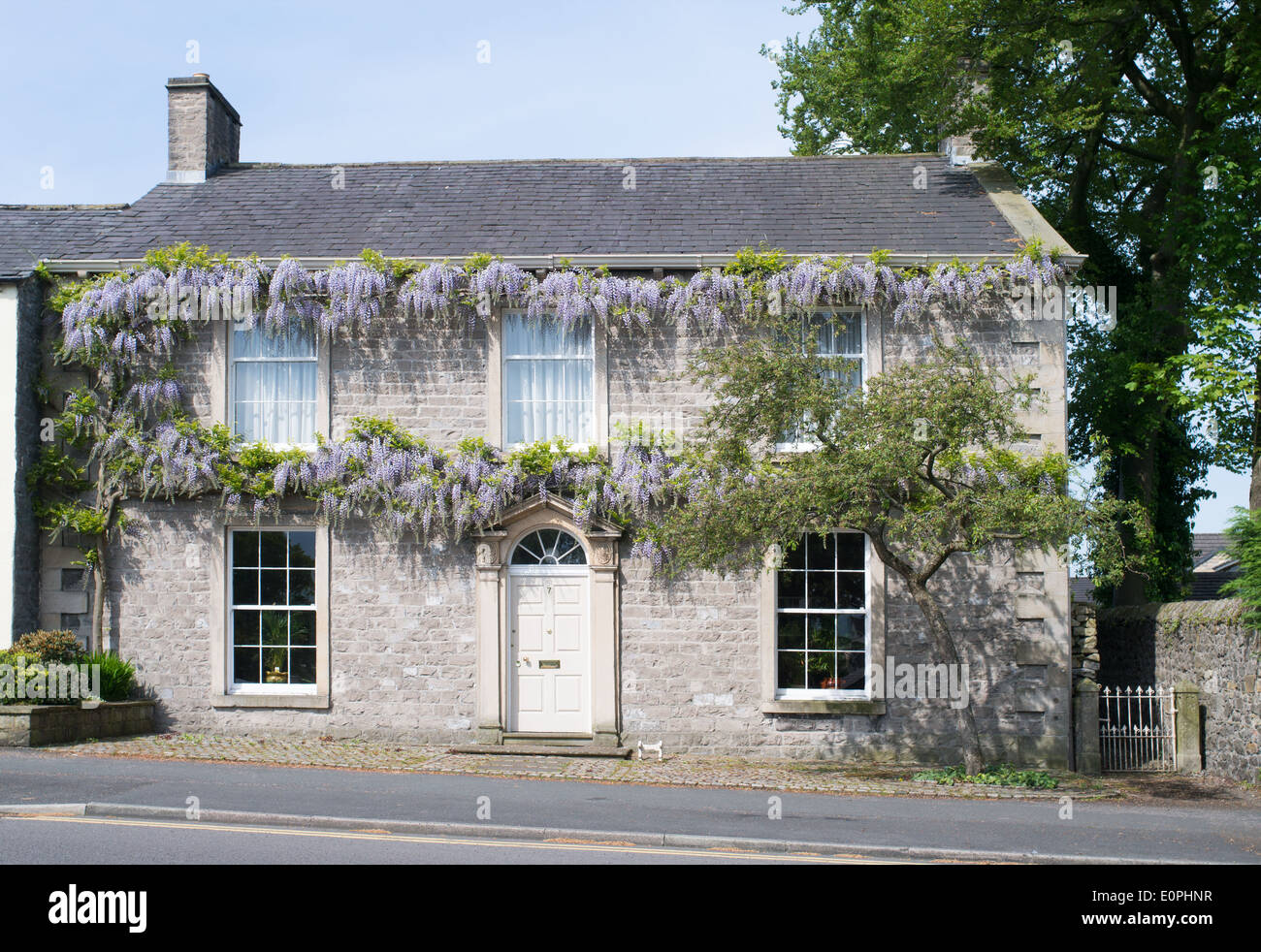 Blauregen wächst an Wand des Stil Haus 7 Pimlico Road