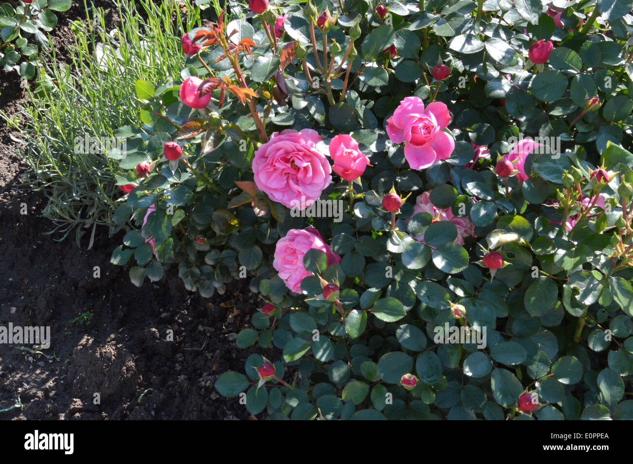 Blumen im Garten Stockfoto