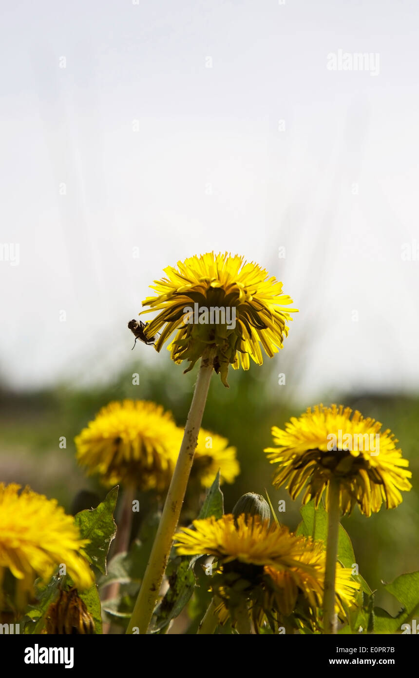 Löwenzahn blüht im Frühjahr, in Finnland Stockfoto