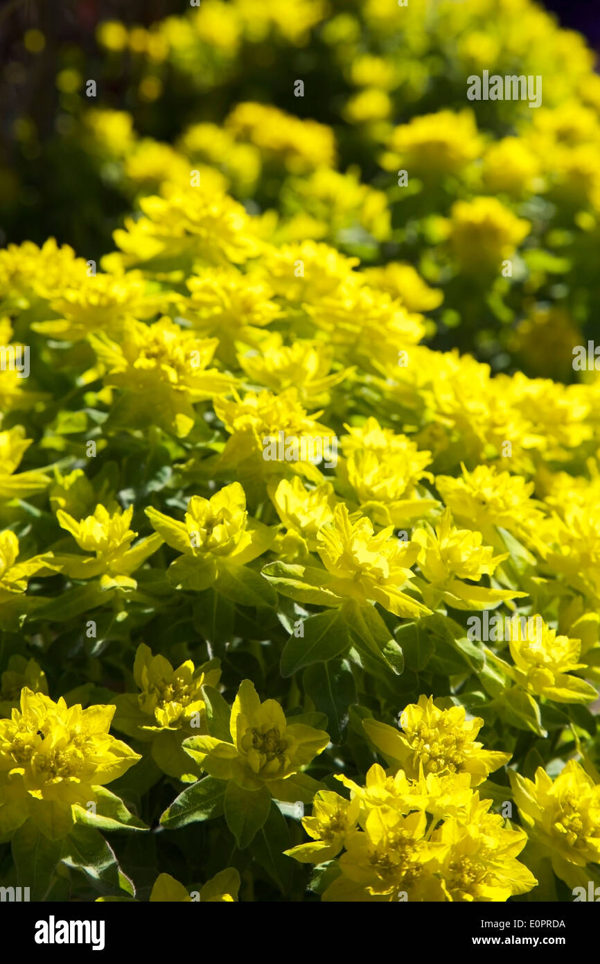 Gelbe Frühlingsblumen blühen im Sonnenlicht in Finnland Stockfoto