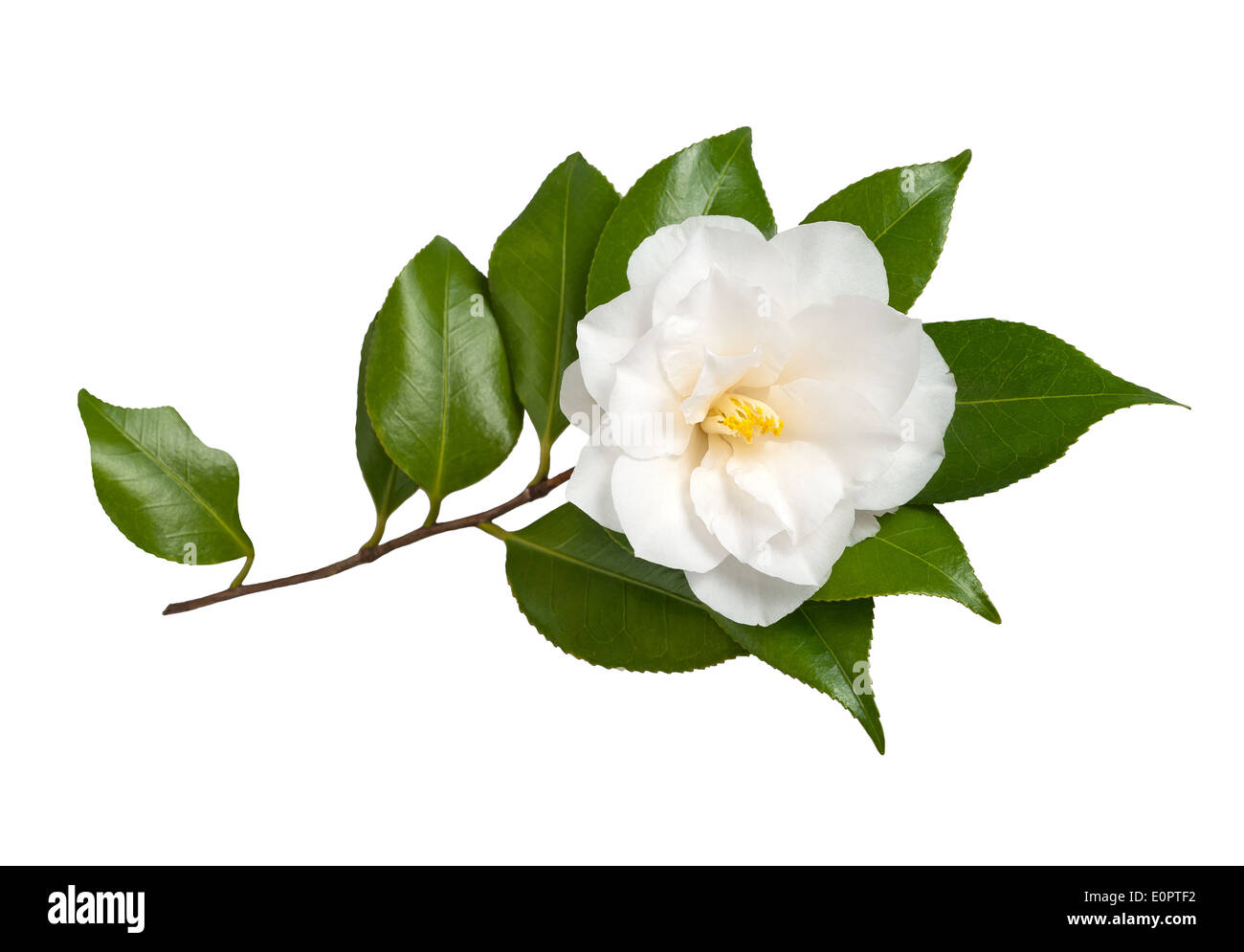 Weiße Blume, Isolated on White Background, Kamelie Stockfoto