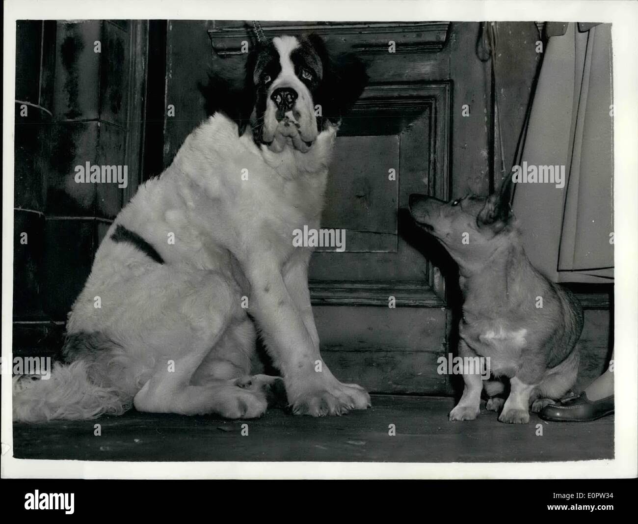 1. Januar 1957 - Hundeausstellung: Foto zeigt Sandy, einem 7 - Monate alten Corgi, im Besitz von Miss Joan Needham, der Äbte Langley - sieht bis zu sieben Monate alte Choimondeley, ein Bernhardiner im Besitz von Herrn S. Snelling, der Norbury - an der th Prince Of Wales Bäder heute - während die Holz grün Gesellschaft Dog Show. Stockfoto