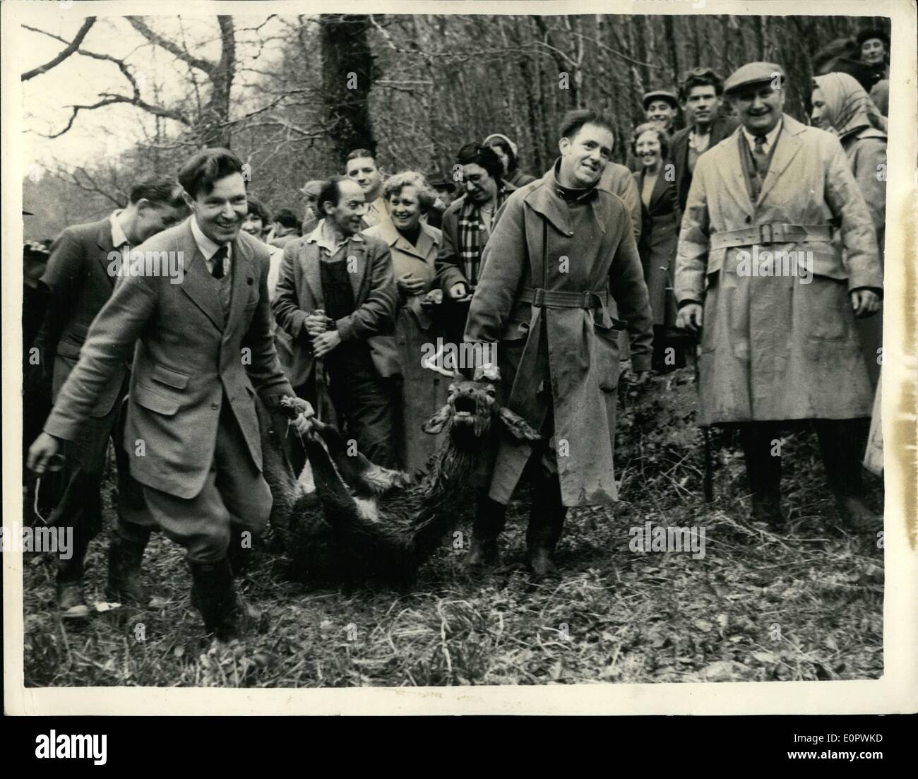 3. März 1957 - treffen Of The Devon und Somerset Hirsch Hounds: The Devon und Somerset Hirsch Hunde trafen sich gestern in der Somerset Dorf von Bury. Frau Cecily Norman, des Ortsverbandes Ilfracombe die Royal Society for Prevention of Cruelty to Animals - nahm ein Plakat zu dem Treffen mit der Aufschrift '' Ilfracombe Forderungen verbieten diese Grausamkeit ''. Foto zeigt glücklichen Ausdruck auf den Gesichtern der Mitglieder der Jagd, da sie den Hirsch - am Ende der Jagd tragen. In seiner verzweifelten Versuch, das Tier zu entkommen stürzte in den Fluss Barle, in der Nähe von Dulverton. Dort wurde es erschossen, als es die unerbittliche Jagdhunde konfrontiert. Stockfoto