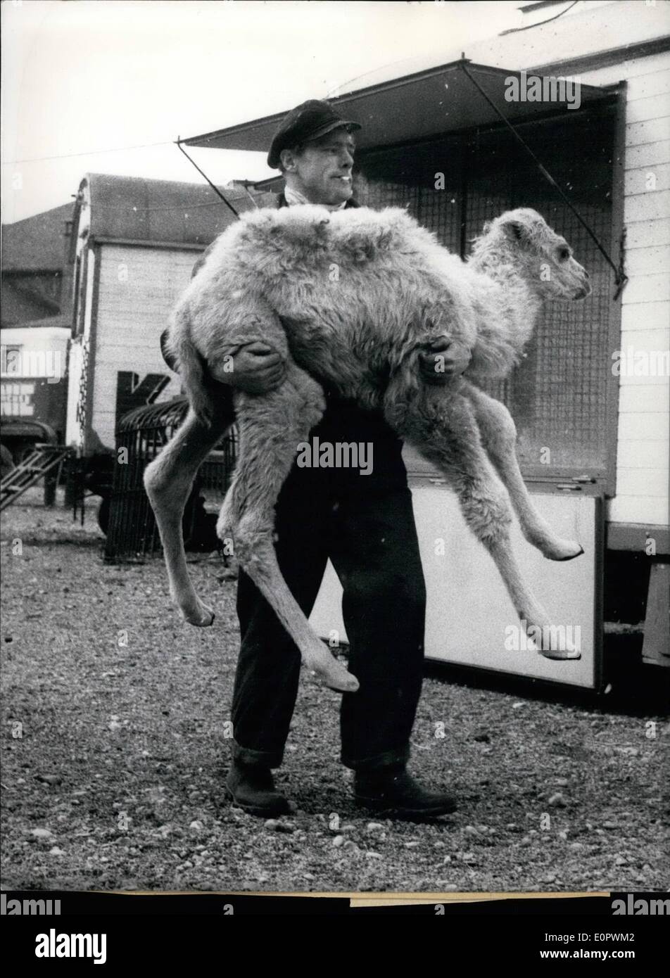3. März 1957 - weißen Kamel in München geboren. Dies eher selten Veranstaltung von einem weißen Kamel Geburt fand im Schweizer Circus Knie, die zu Gast in München, seit Januar ist. Stockfoto