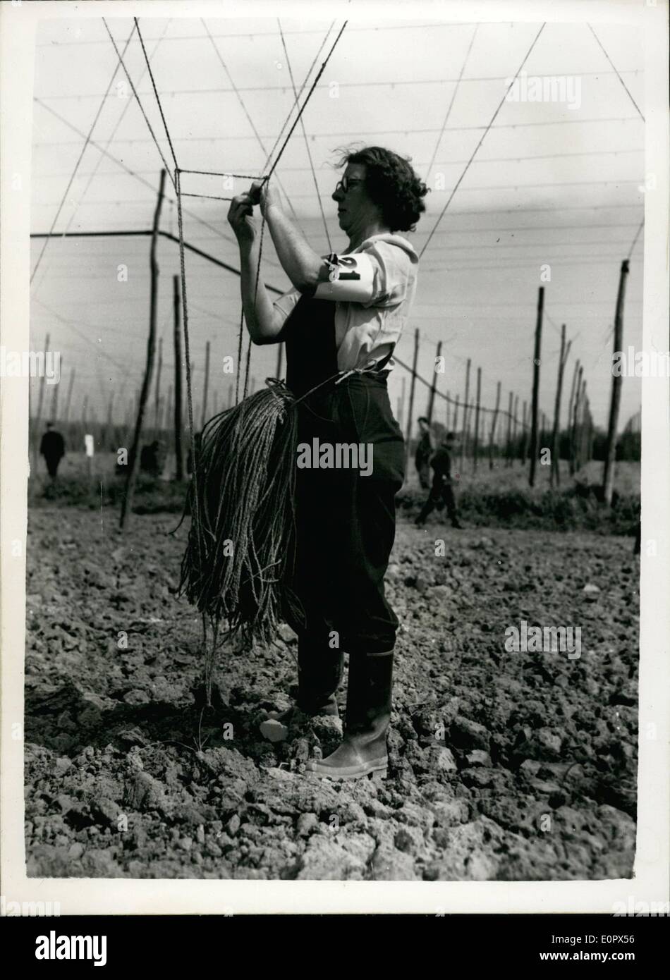 4. April 1957 - jährliche Hop Bespannung Wettbewerb in Kent! Der jährliche Hop Bespannung Wettbewerb fand heute Nachmittag auf der Hertsfield Farm, Marden, Kent - organisiert von der Weald of Kent Pflügen Match Association... Fünfzig Teilnehmer teilnehmen - und der Wettbewerb ist wie eine gigantische '' stricken '' Contest durchgeführt mit Meilen Schnur und "Nadeln" in Form von 10 Fuß langen Stangen... Keystone-Foto zeigt: Frau Rose Martin gesehen '' verbindlich '' die Saiten während des Wettbewerbs heute. Stockfoto