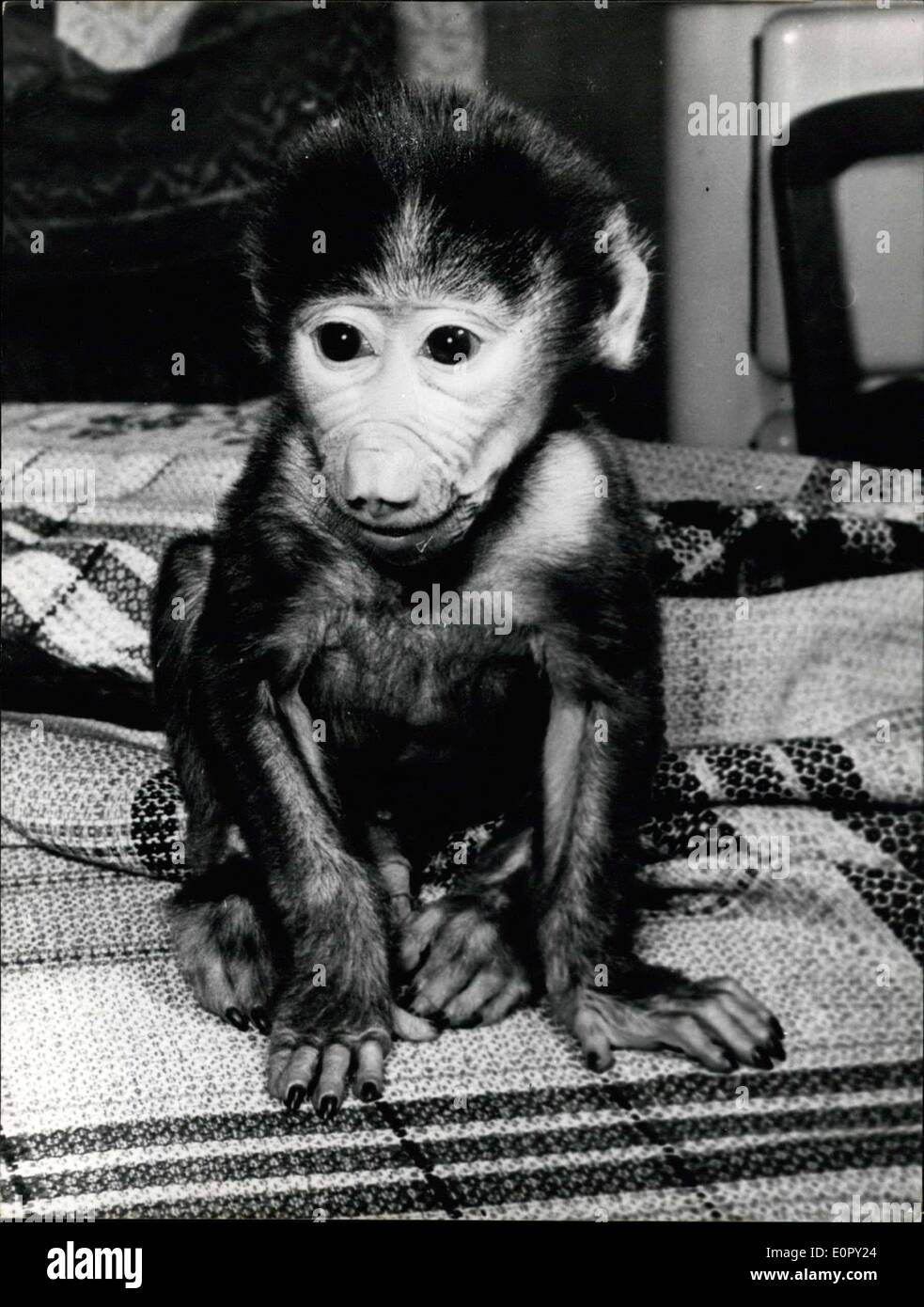 30 April 1957 Hat Affchen Eine Kopie Zuhause Gefunden Das