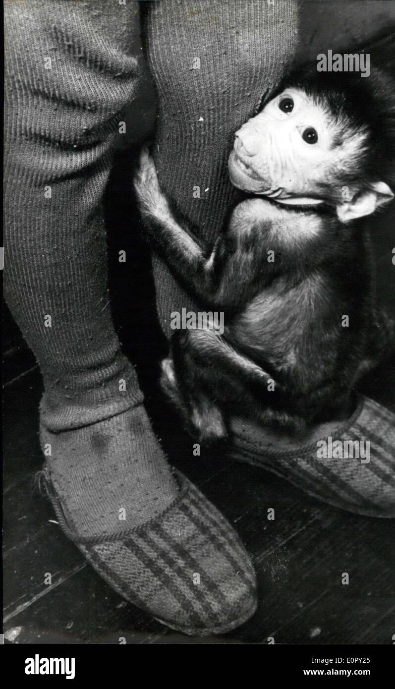 30 April 1957 Hat Affchen Eine Kopie Zuhause Gefunden Das