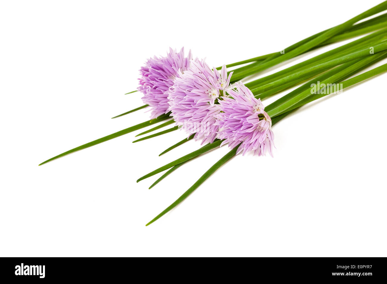 Schnittlauch Blumen isoliert auf weiss Stockfoto