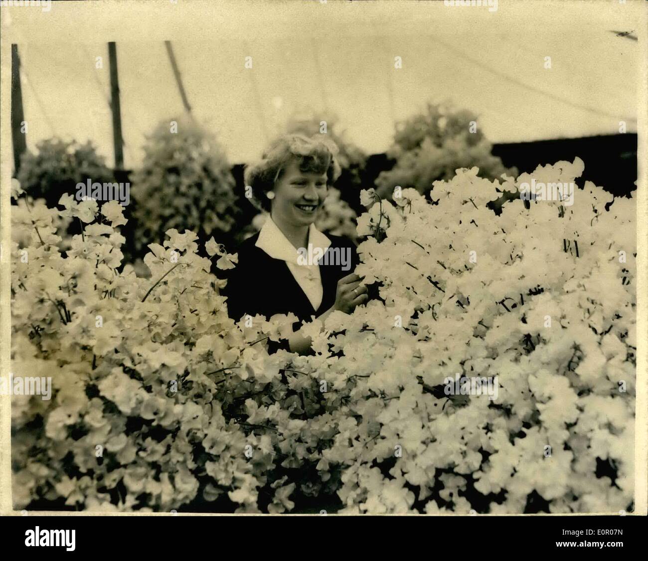 20. Mai 1957 - 20.05.57 Vorschau auf der Chelsea Flower Show Ã ¢ Â'¬â €œ Vorbereitung Zuckererbsen.  Foto zeigt: Miss Anne Barnard Stockfoto