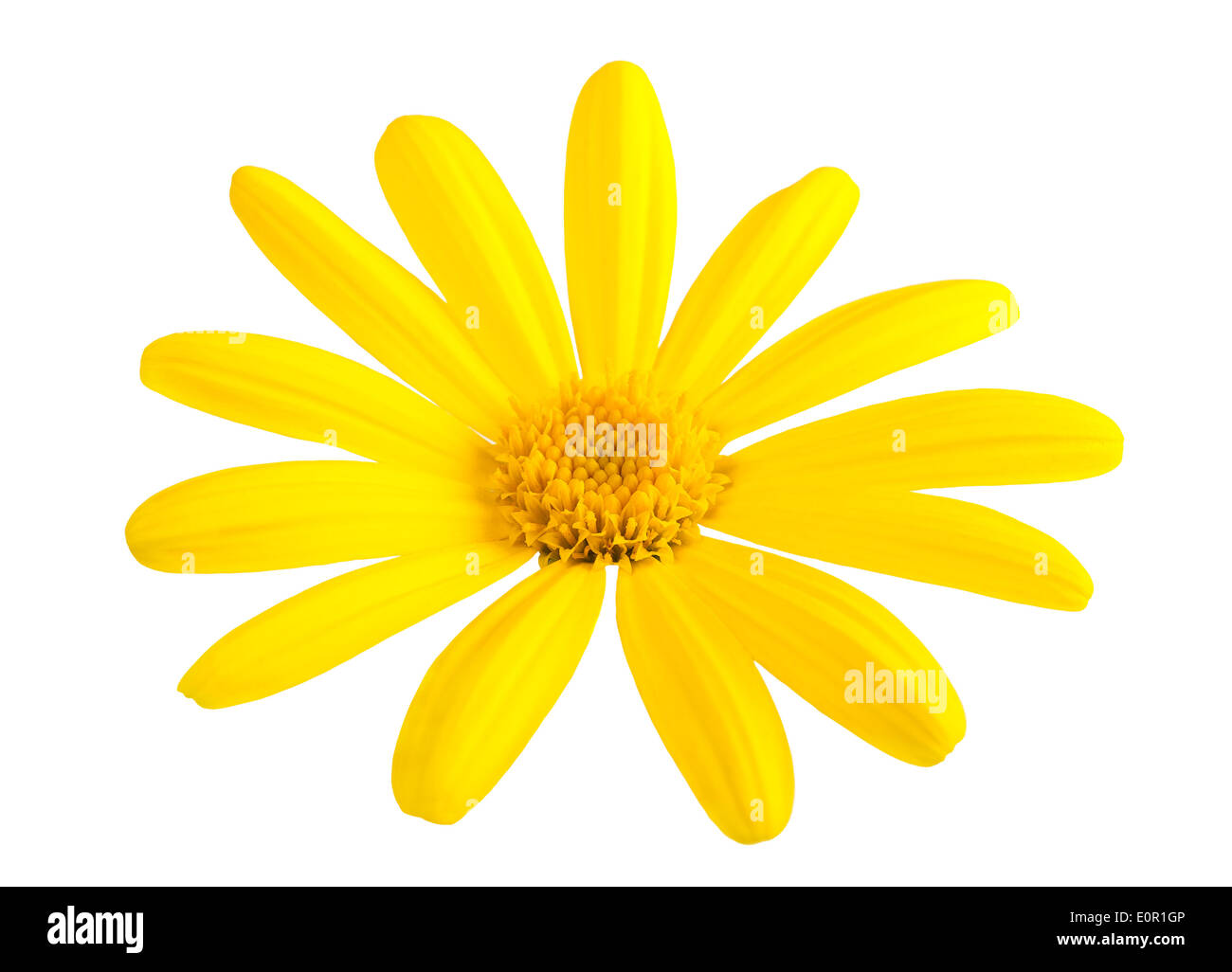 Gelbes Gänseblümchen Blume isoliert auf weißem Hintergrund Stockfoto