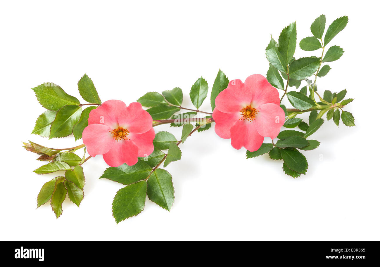 Hundsrose Zweig isoliert auf weißem Hintergrund Stockfoto