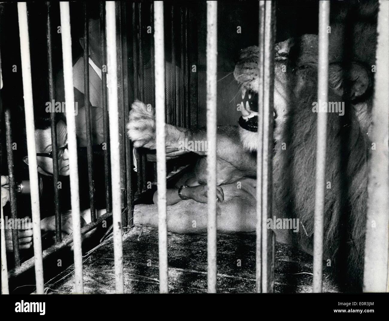 1. Januar 1958 - am 8. Januar 1958 war ein Kampf zwischen den Löwen '' Romeo'' und '' Achmed'' im Circus Krone in München. '' Romeo'' wurde schwer verletzt. Der bekannte deutsche Arzt Frau Inge Scherbauer betrieben '' Romeo'' ohne irgendwelche schaltet The Lion Saeamed aber war nicht fetlocked, weil He Knu ihr seit etwa drei Jahren. Keystone-Bild des 9. Januar 1958 Po/27389/R Stockfoto