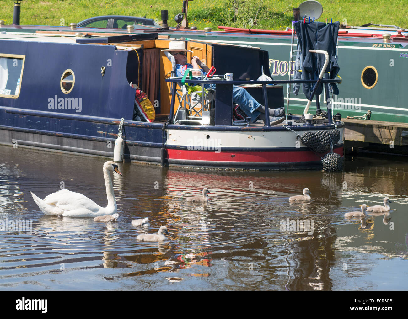 Swan und Cygnets vorbei Mann schlafen auf schmalen Boot Leeds und Liverpool Canal Barnoldswick, Lancashire, UK Stockfoto