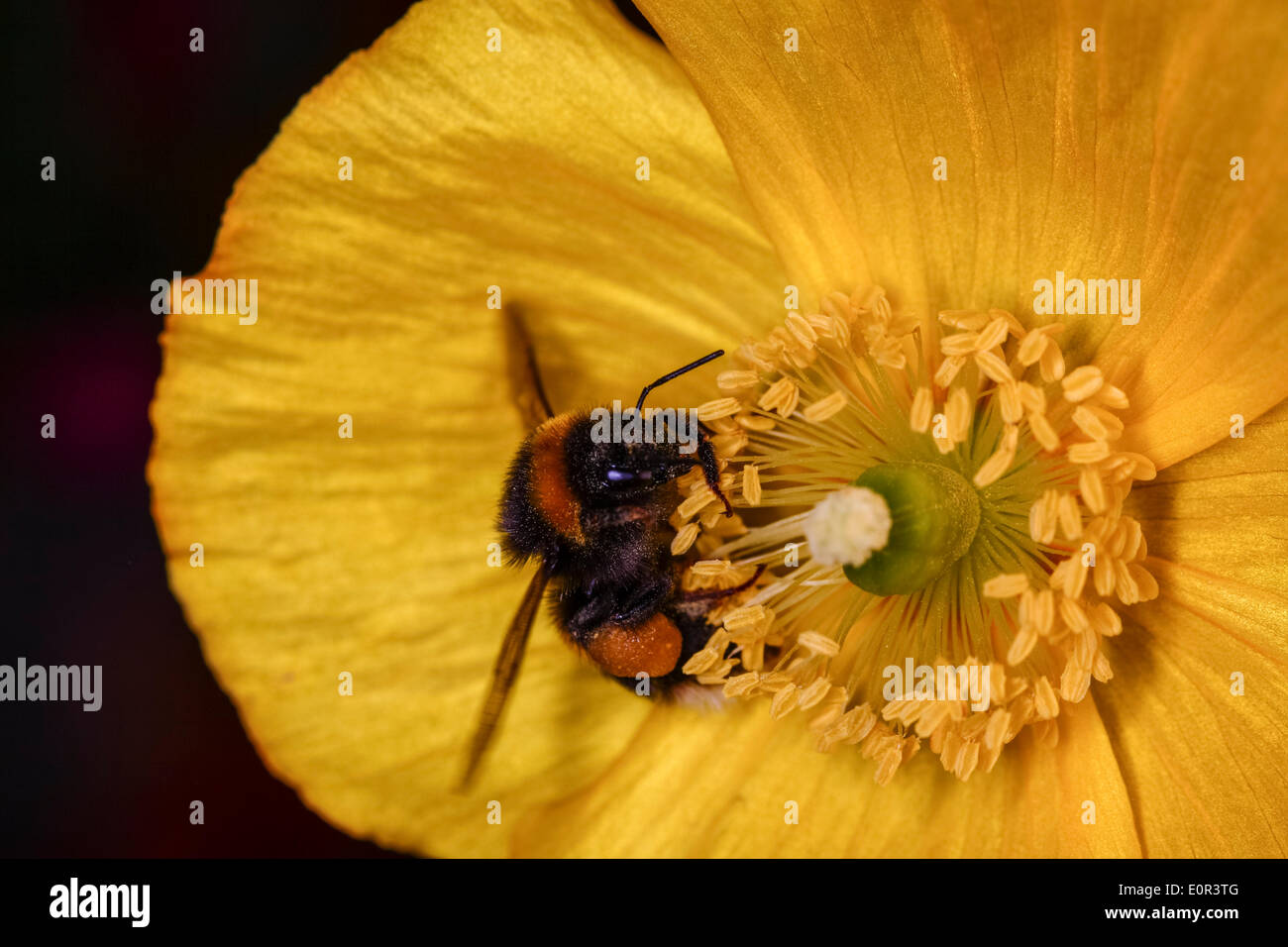 Bienen sammeln Pollen auf einem isländischen poppy Stockfoto