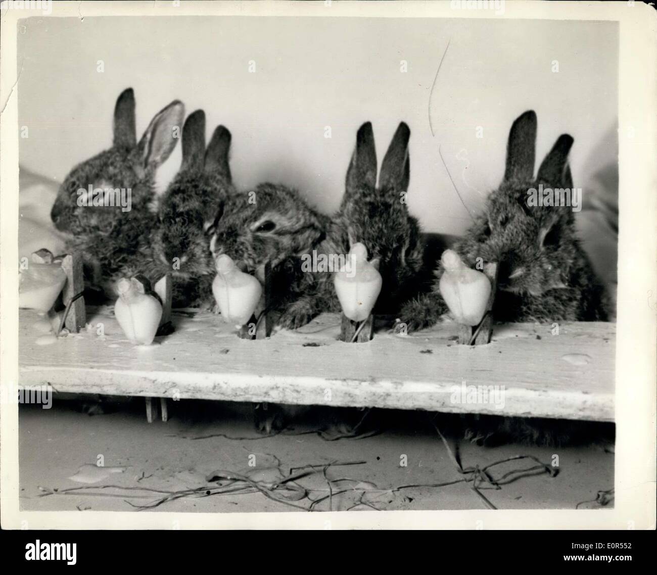 11. Februar 1958 - '' Bunny Bar'' für die Baby-Kaninchen: Mr J. Deschamps von Hellingly, Sussex - hatte ein Problem auf seine Hände in Form von fünf sehr junge Kaninchen zu füttern, damit er eine Bunny Bar in seinem Haus behoben. Fünf Puppe Fläschchen wurden mit Hilfe von Wäscheklammern aufgestellt und jetzt bekommen die Babys ihre Tagesration Milch auf diese Weise. Sein Problem ist jetzt, sie aus der Flasche zu nehmen. Foto zeigt The Bunny Bar und die Hasen zuhause Deschamps. Stockfoto