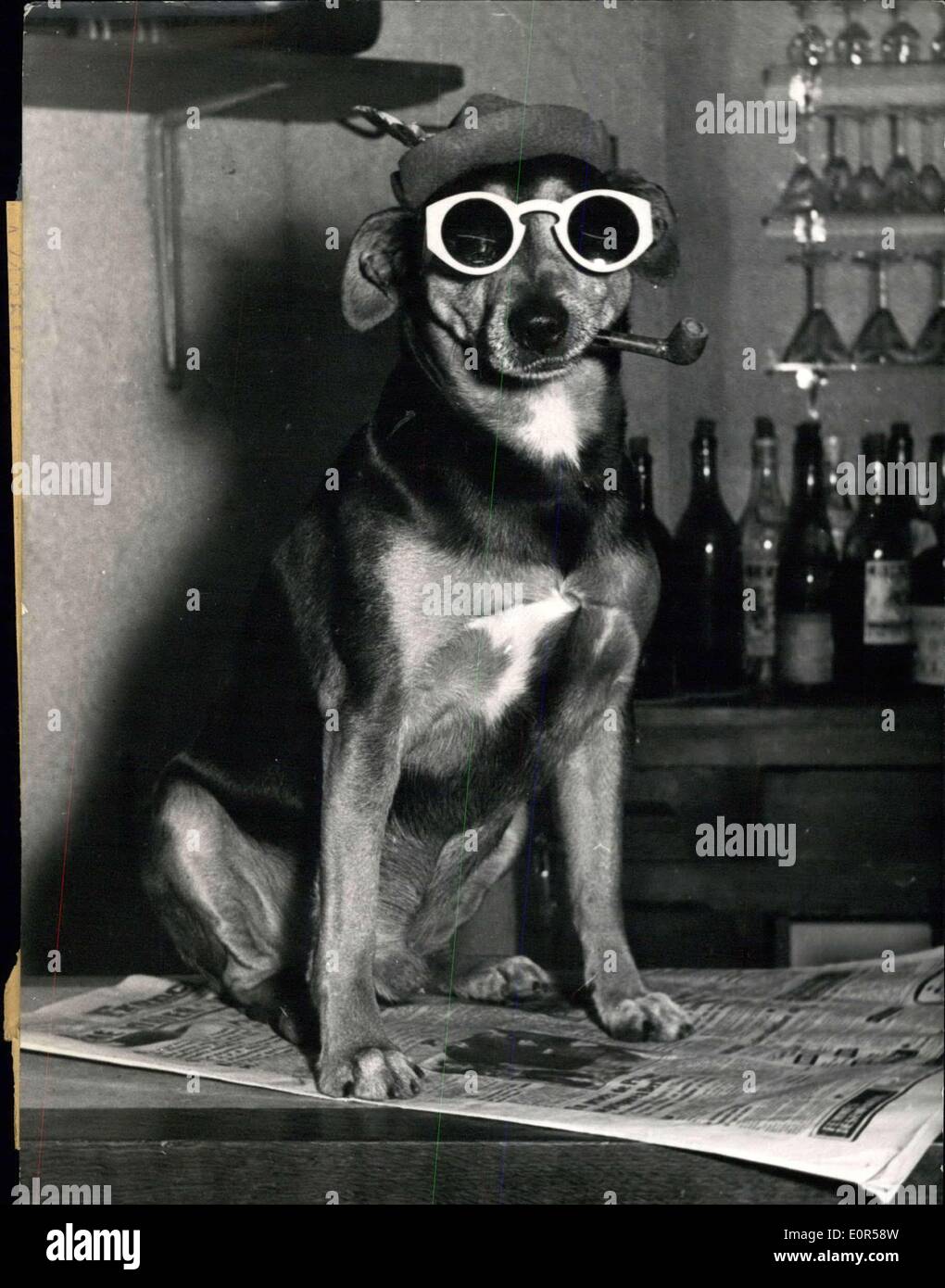 10. März 1958 - Hund trägt Sonnenbrille und Hut mit einem Rohr Stockfoto