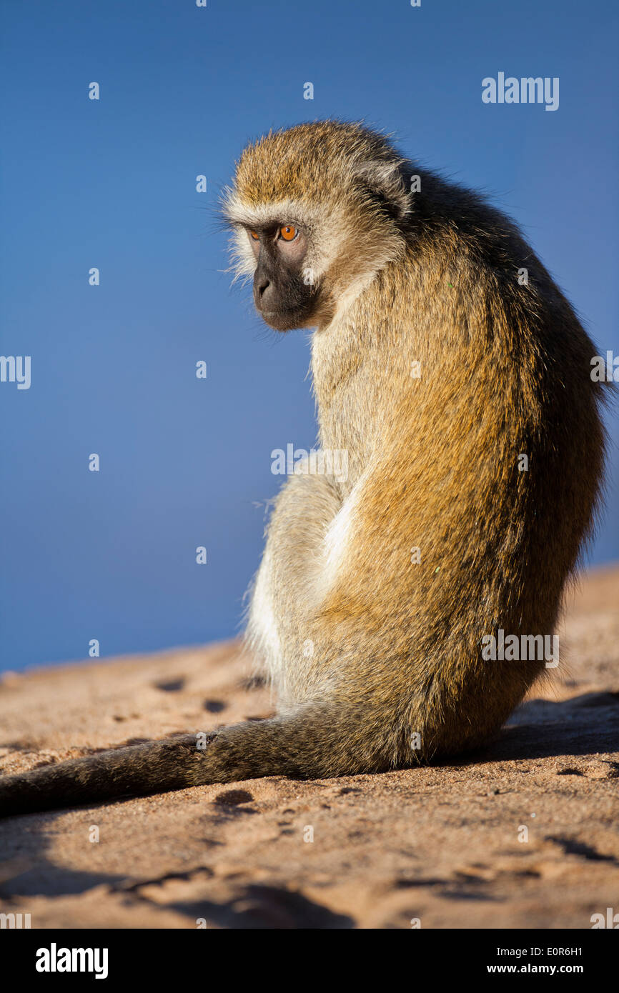 Vervet Affe (Chlorocebus Pygerythrus). Stockfoto