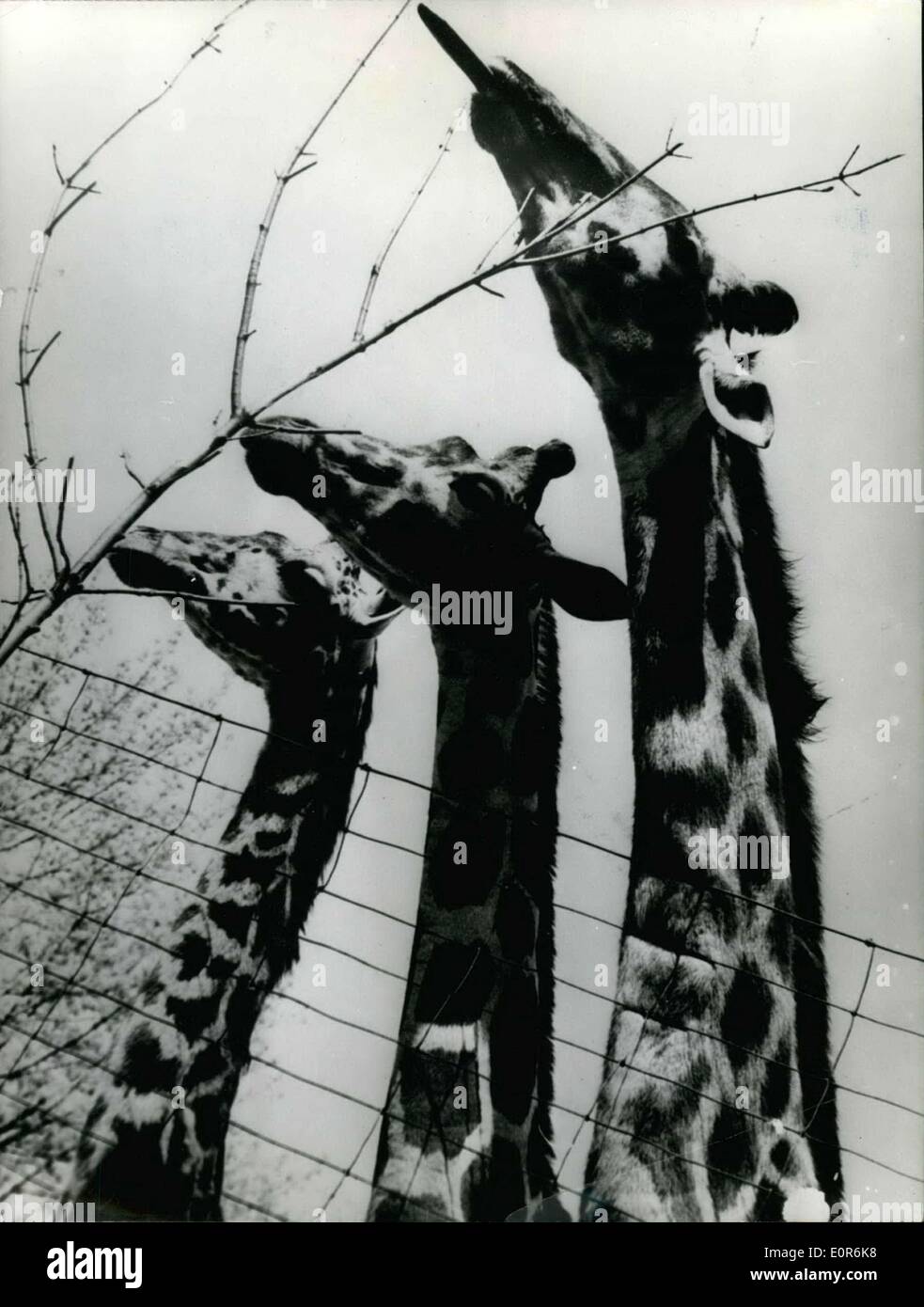 24. April 1958 - Gipfelkonferenz '' im oberen Zoo Basel. Stockfoto