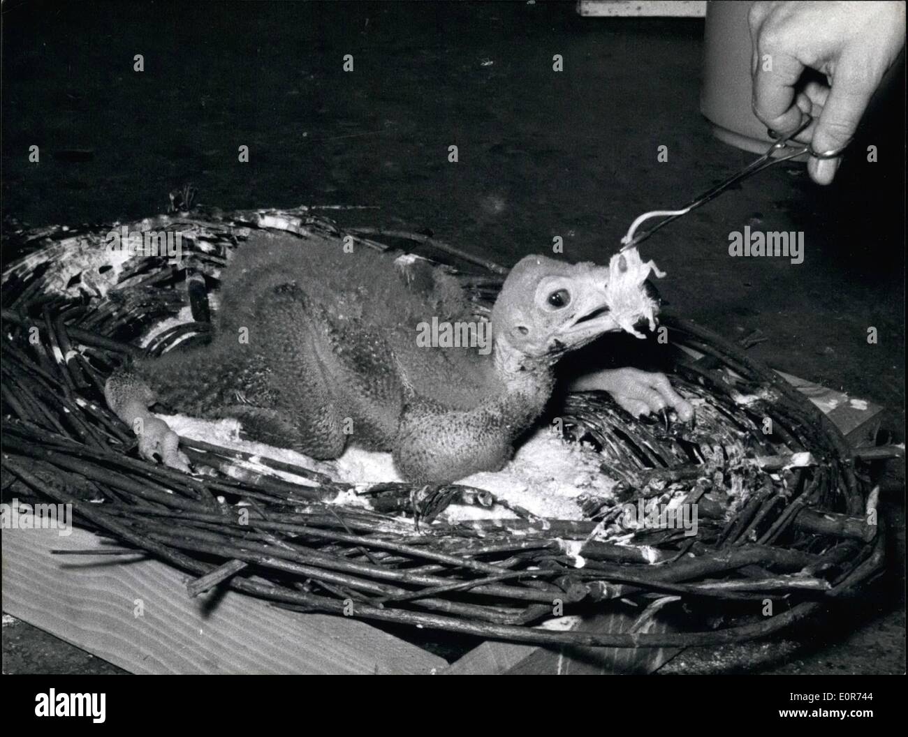 6. Juni 1958 - Geier im Inkubator. Ein junge Geier, mit einem Gewicht von nur 110 Gramm, nach die Geburt musste in einem Inkubator, gehen jetzt die Hüter des Zoos Frankfurt ihn mit Mäusen nahrhaft sind. Keystone Bild München. Stockfoto