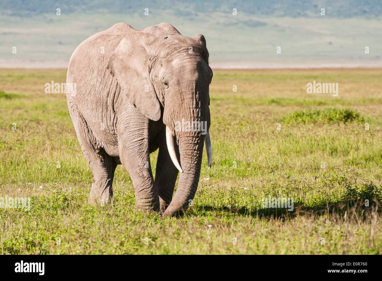 Afrikanischer Bush Elefant (Loxodonta Africana). Fotografiert in Tansania Stockfoto