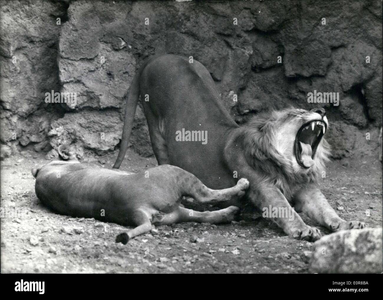 29. Juli 1958 - Löwen In Ausstellung im Zoo von Vincennes Stockfoto