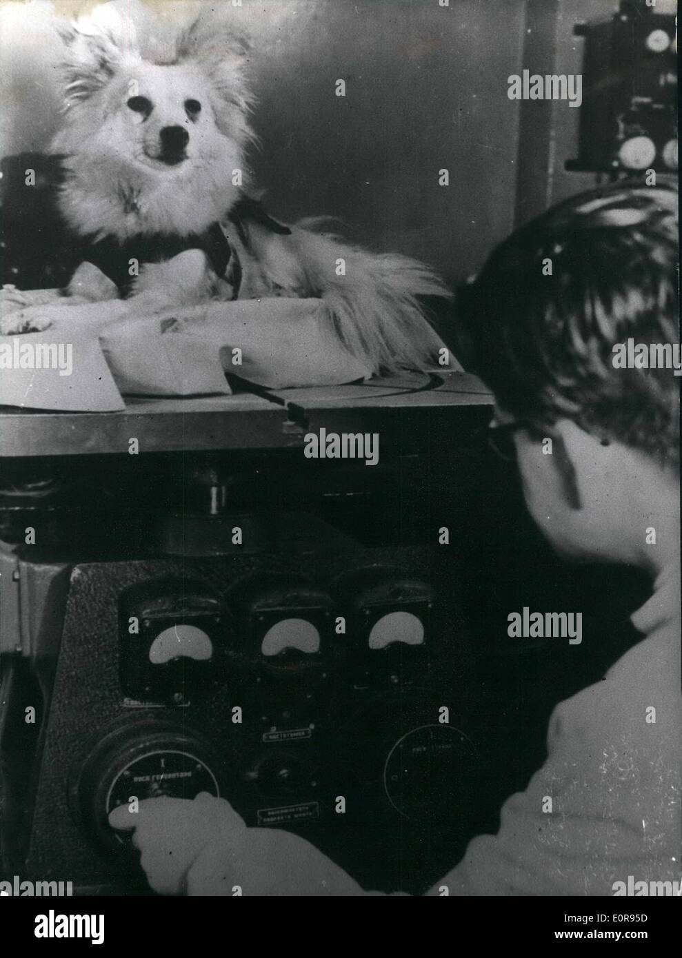 10. Oktober 1958 - russische Hunde aus der Raumfahrt zurück: wieder 2 Hunde nach einen neuen Test sehr gut auf die Erde zurückgekehrt. Ina-Rakete eine bekam auf ein Rekordhoch von 450 Kilometer waren. Das Foto zeigt die beiden Hunde auf ihren Platz in der Kabine nach Rückkehr aus dem Testflug. Stockfoto