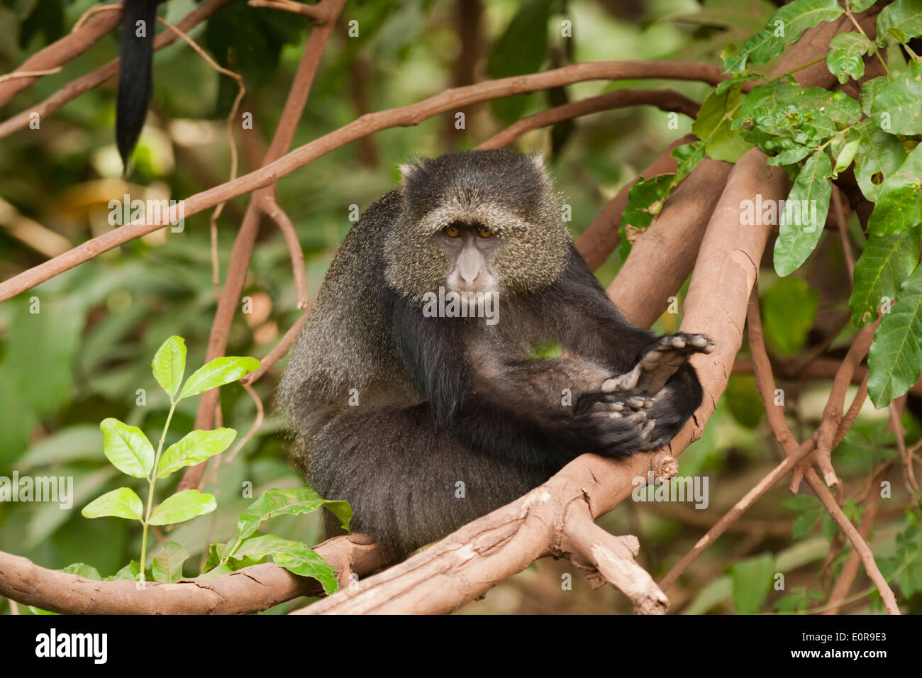 Diademmeerkatze oder Samango Affe, (grüne Mitis) Stockfoto