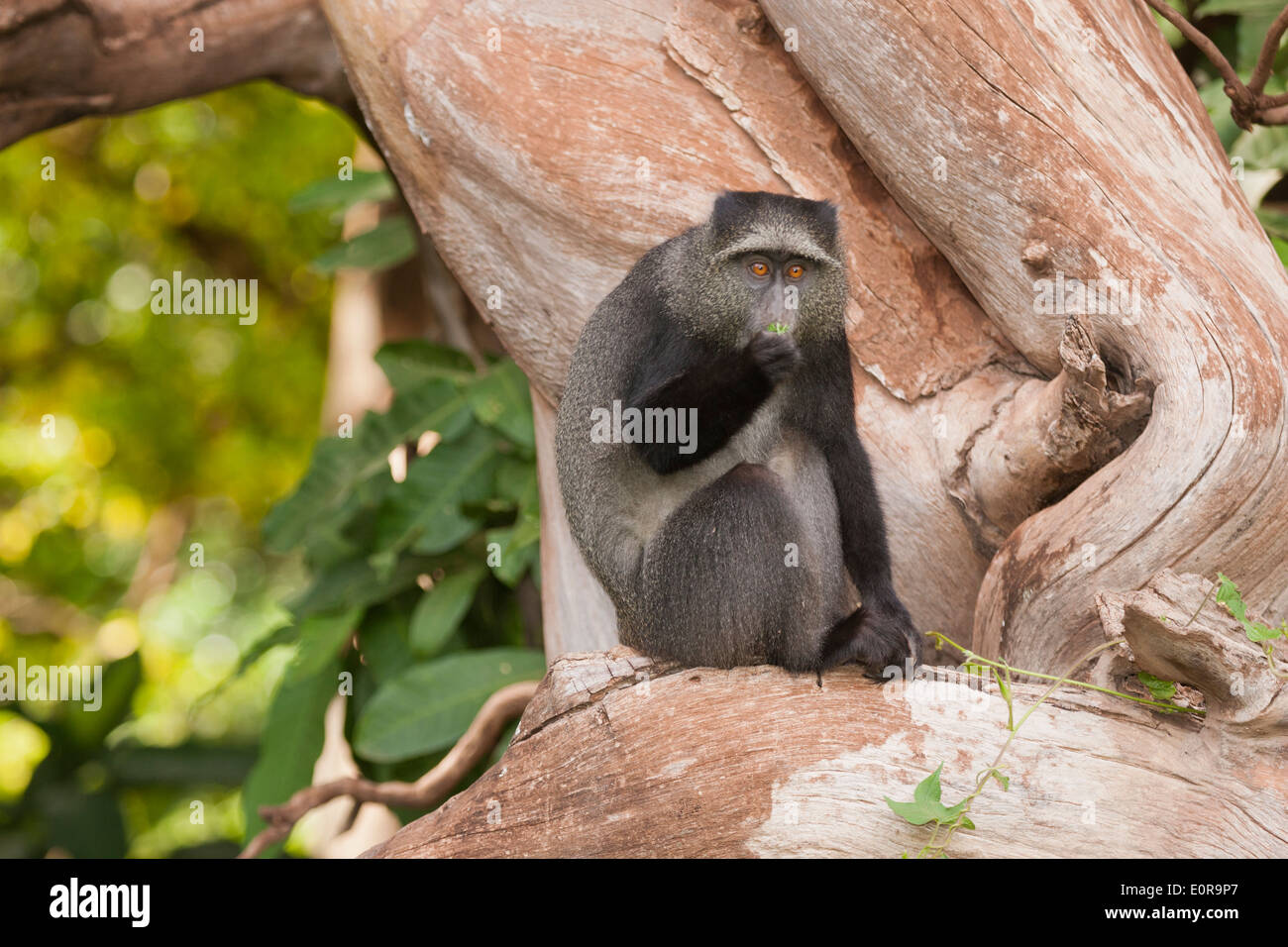 Diademmeerkatze oder Samango Affe, (grüne Mitis) Stockfoto