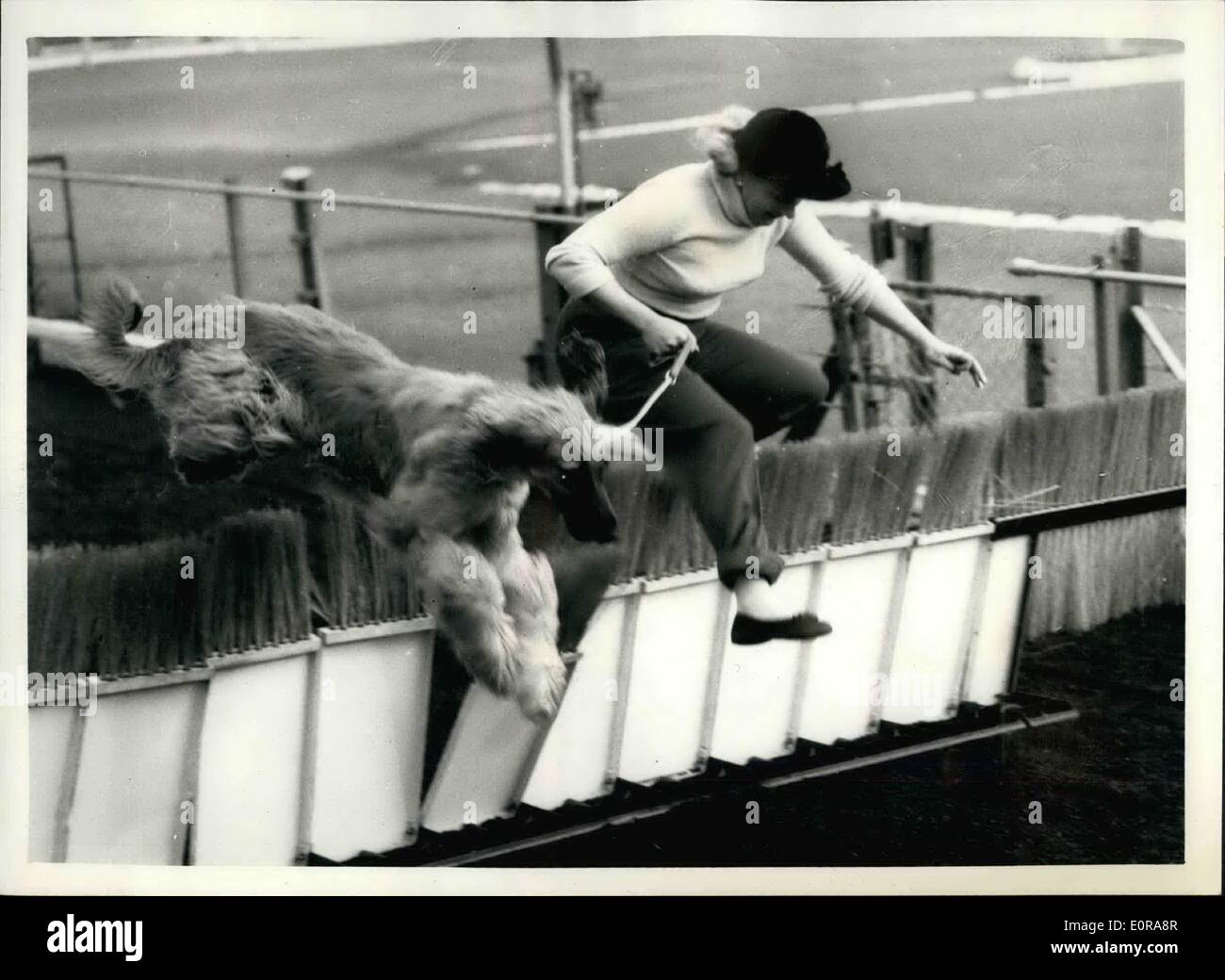 11. November 1958 - Afghan Hounds Studie im neuen Cross-Stadion: Afghan Hounds, die im Besitz von Frau Jean Briggs zu sehen waren, als '' geschult '' im neuen Cross-Stadion heute Morgen hinter der elektrischen Hase. Frau Briggs hat die Erlaubnis, die Hunde in New Cross zu trainieren, zwar gibt es keine Möglichkeit, sie gegeben gegen Windhunde Rennen oder im Wettbewerb mit einem Greyhound treffen. Sie konnte später der Dummy-Hase - jagen und Abend verwendet werden in einem '' Kavalkade von Geschwindigkeit '' Display sind noch im Stadium '' Kindergarten''. Foto zeigt Frau Stockfoto