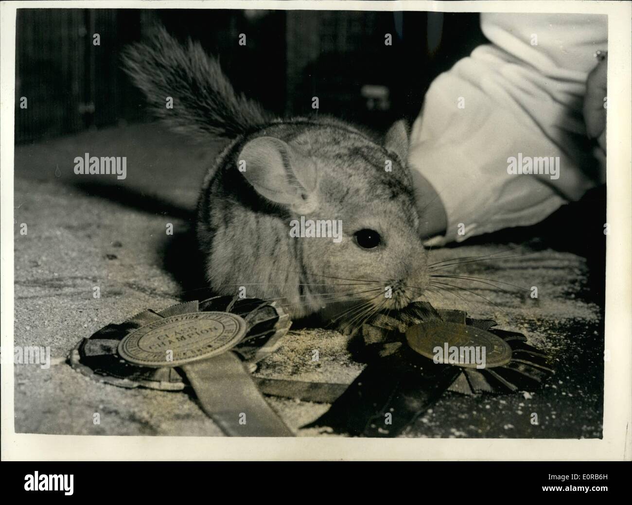 12. Dezember 1958 - zeigen Live Exponate an Fell Bender Association. Der Champion Chinchilla. Live Nerz und Chinchilla waren heute Morgen auf der Ausstellung der Fell-Züchter-Vereinigung im Beaver House. Foto zeigt '' Poppet'' Witz ihre Rosetten, wenn sie auf der Messe heute Morgen Champion weiblichen Erwachsenen Chinchilla gewählt wurde. Im Besitz von Herrn und Frau G. Plaister von Wootton Basis-nett. (Chinchillas sind nur in diesem Land gezüchtet für Zucht für den Export - vor allem in den USA auf einem Fell beläuft sich auf 7 - und es ca. 150-180 für einen Mantel dauerte Stockfoto