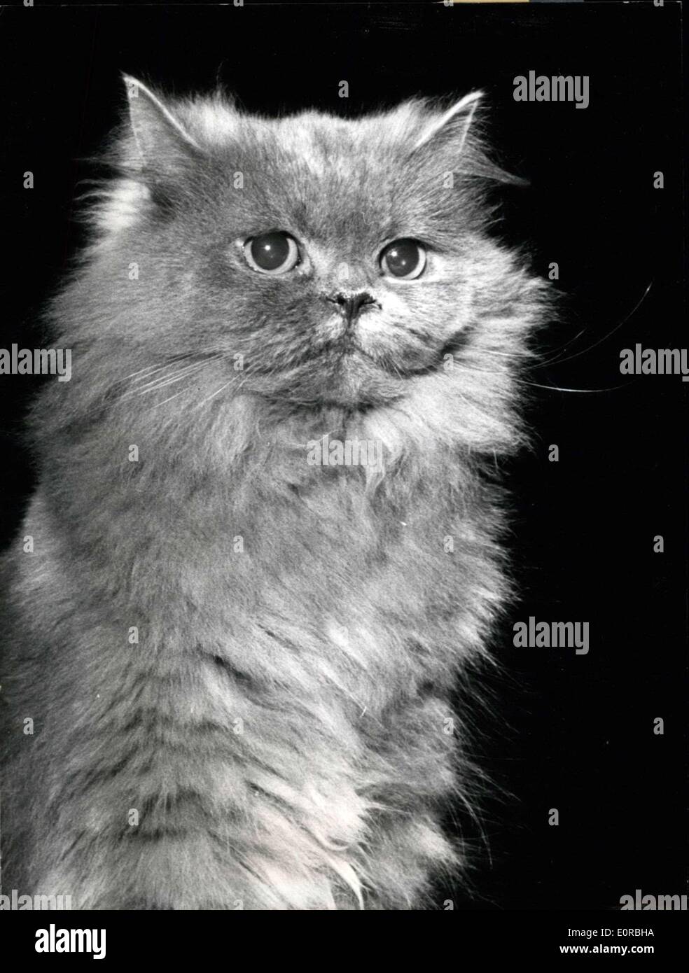 25. November 1958 - heute '' Star'' Morgen '' tramp'': '' Morice'' eine wertvolle Schweizer Platin Katze wurde während der internationalen Katze-Ausstellung in München (unser Foto) fotografiert und hatte sehr gute Chancen auf eine der Trophäen, die der bayerische Innenminister verteilt wurden gelungen, aus seiner Höhle. Bei einer ähnlichen Show letztes Jahr bekam auch eine Katze verloren und es dauerte drei Monate, bis er wieder in der Ausstellungshalle gefunden wurde. Er war bis dahin gut genährt, wie er wahrscheinlich durch die weit Mäuse gelebt hatte, die der Ort seit Jahren heimgesucht hatte. Stockfoto