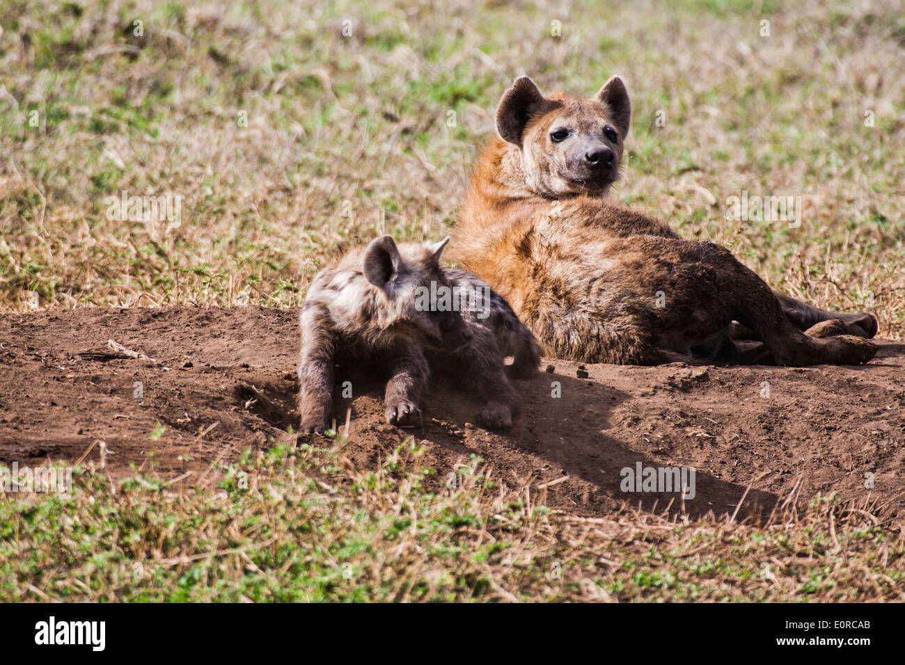 Gefleckte Hyänen (Crocuta Crocuta) mit jungen Jungen in der Nähe ihrer Höhle. Fotografiert in Tansania Stockfoto