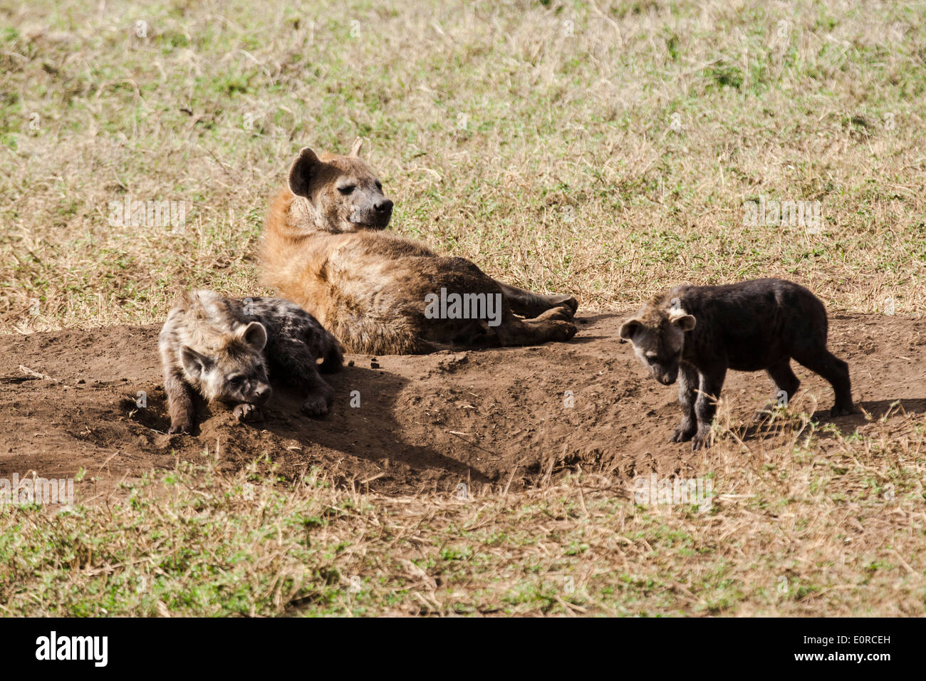 Gefleckte Hyänen (Crocuta Crocuta) mit jungen Jungen in der Nähe ihrer Höhle. Fotografiert in Tansania Stockfoto