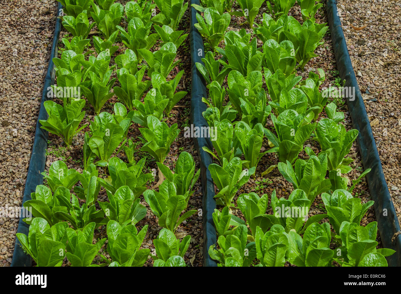 Landwirtschaft Hydrokultur Biolandbau Sämlinge Gemüse und Kräuter für Lebensmittelmärkte Stockfoto