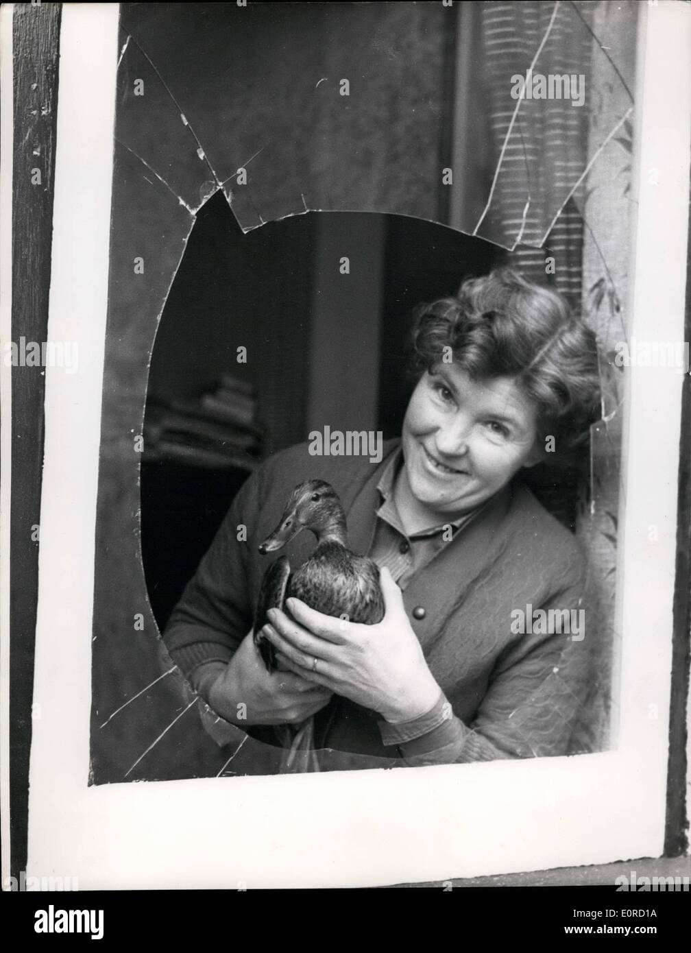 30. Januar 1959 - 30.01.59 riss das Fenster geht und kommt in eine Ente. Sechzehn Jahr alte Janet Sharman ganz bekam ein Schreck, wenn gestern Abend als sie ihre Hausaufgaben, das Fenster an ihrer Seite Tat brach, und eine Ente kam durch fliegen, floppte auf einen Stuhl und dann auf den Boden rollte. Die Ente wurde war offenbar unverletzt und über Nacht gehalten und heute Morgen an die R.S.P.C.A übergeben. Keystone-Foto zeigt: Frau Margaret Sharman mit der Ente und der zerbrochenen Fenster an ihrem Egge heute nach Hause. Stockfoto