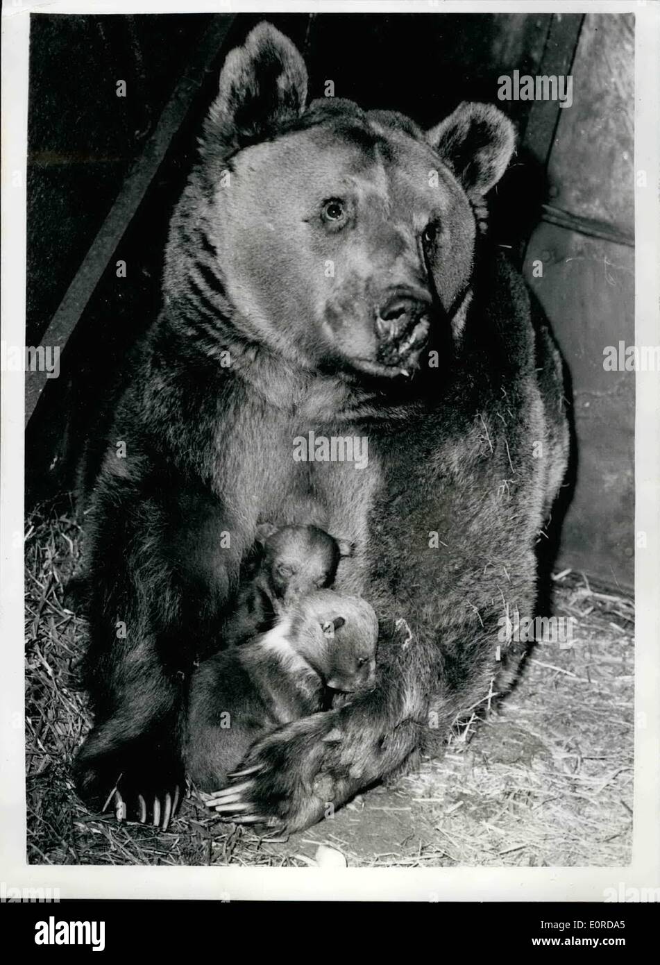 2. Februar 1959 - Nimmy und Her Cubs Nimmy, ein neun-Jahres-Bär, der ein zwischen einem braunen und einem syrischen Bären Kreuz, abgebildet im Whipsnade Zoo mit zwei ihrer drei jungen, die am 29. Dezember geboren wurden. Dies war die erste Gelegenheit, die sie fotografiert haben. Stockfoto
