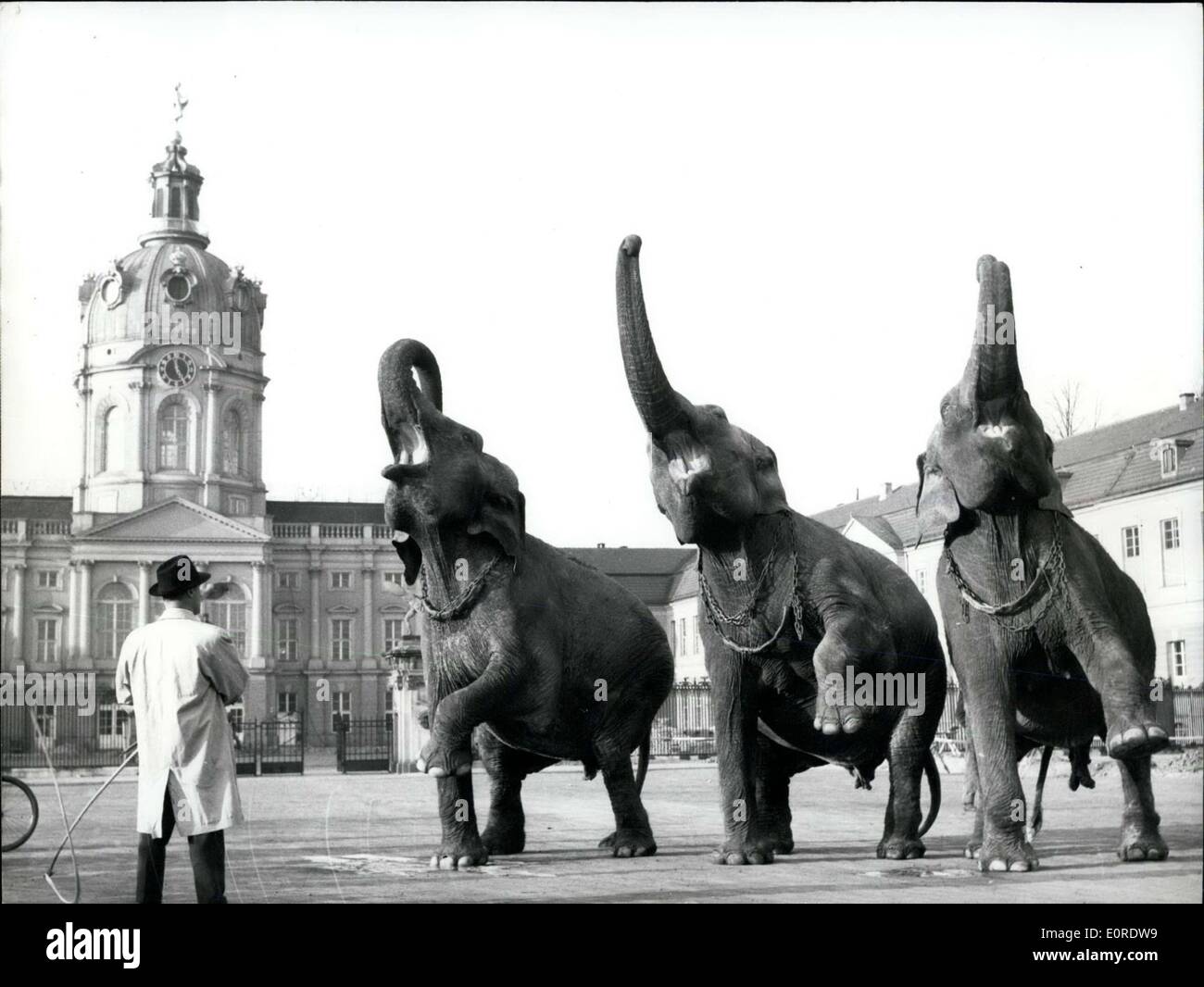 25. März 1959 - begrüßt mit Lob Trompeten... die Elefanten des Circus "Sarrasani" am 24. März das Schloss Charlottenburg in Berlin (Charlottenburg). Auf dem Weg vom Bahnhof, Zirkuszelte, begleitet von drei Autos von der Berliner Polizei kamen sie auch das Schloss Charlottenburg. Stockfoto