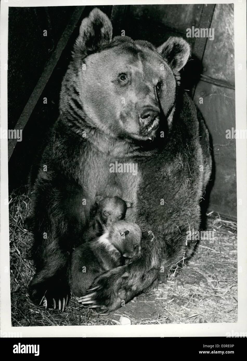 2. Februar 1959 - Nimmy und ihre Jungtiere.: Nimmy, einem neunjährigen tragen, wer ist eine Kreuzung zwischen einem braunen und einem syrischen Bären, abgebildet auf der Stockfoto