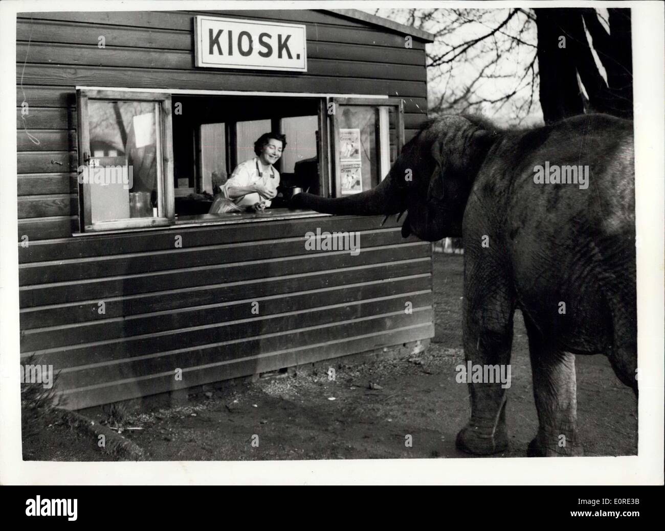 7. Februar 1959 - kann ich bitte eine Brötchen haben. Foto zeigt ich habe eine Menge Leute gehen und bekommen ihre Brötchen hier, also warum sollte ich nicht '', sagte Sari, den Elefanten im Zoo von Glasgow, als sie bis zur Erfrischung Kiosk wanderte und Rappen auf der Theke mit ihrem Rüssel, sie wurde schnell serviert. Stockfoto