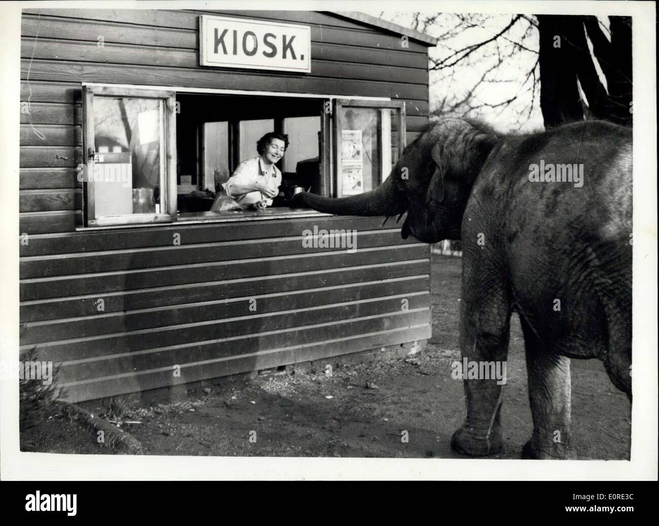 7. Februar 1959 - kann ich bitte eine Brötchen haben. Foto zeigt ich habe eine Menge Leute gehen und bekommen ihre Brötchen hier, also warum sollte ich nicht '', sagte Sari, den Elefanten im Zoo von Glasgow, als sie bis zur Erfrischung Kiosk wanderte und Rappen auf der Theke mit ihrem Rüssel, sie wurde schnell serviert. Stockfoto