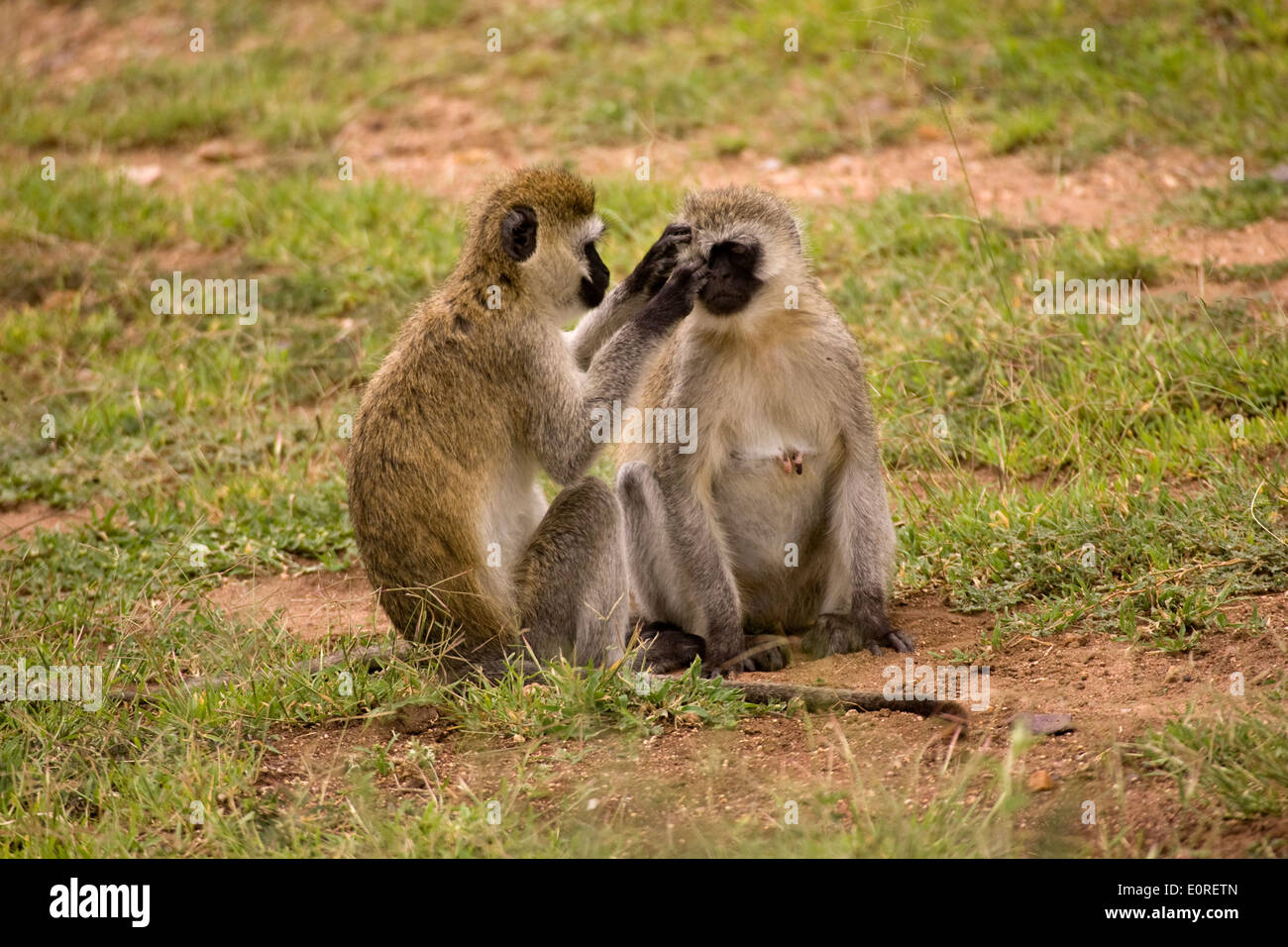 Vervet Affe (Chlorocebus Pygerythrus). Stockfoto