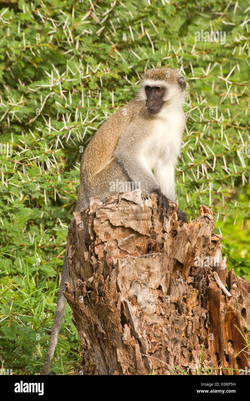 Vervet Affe (Chlorocebus Pygerythrus). Stockfoto