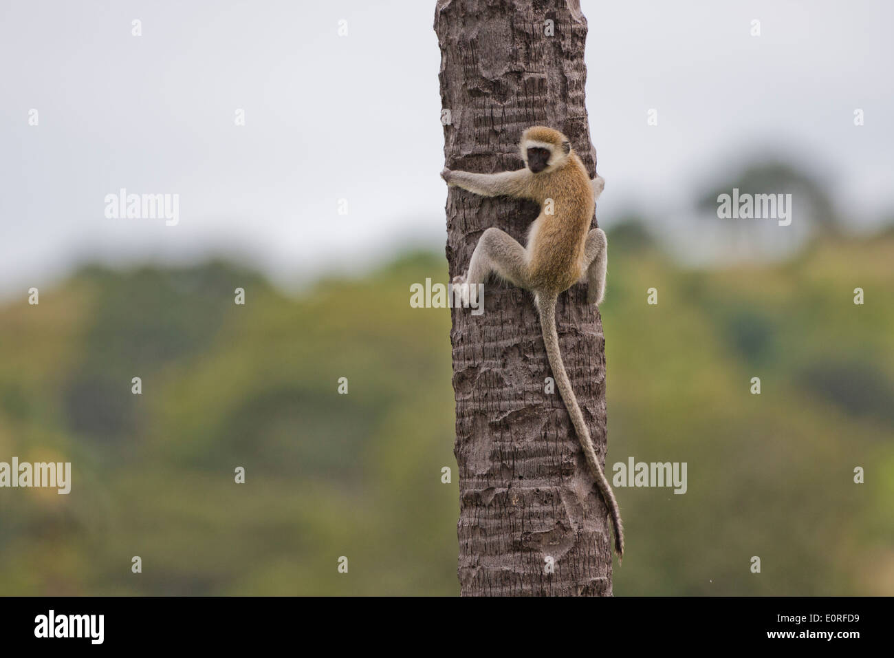 Vervet Affe (Chlorocebus Pygerythrus). Stockfoto