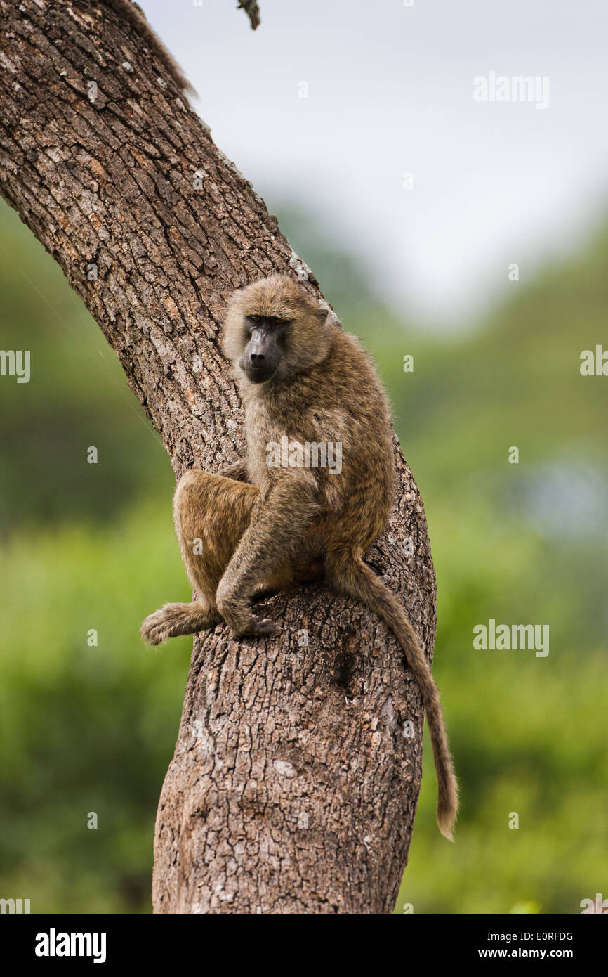 Vervet Affe (Chlorocebus Pygerythrus). Stockfoto